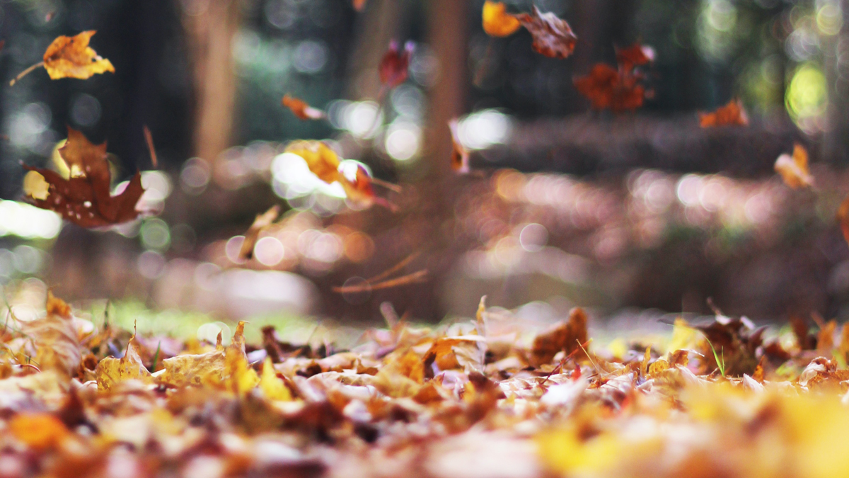 Planes para disfrutar este otoño