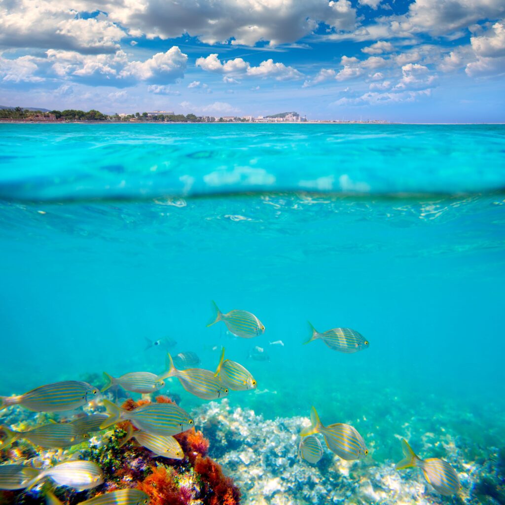 Buceo Dénia