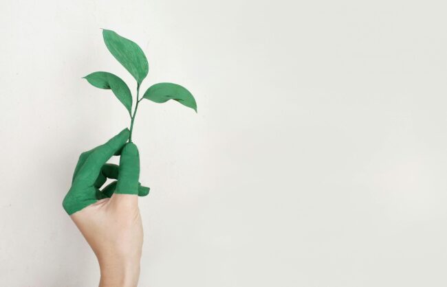 pexels-alena-koval-233944-886521 Eco friendly