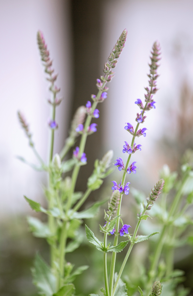 lavanda