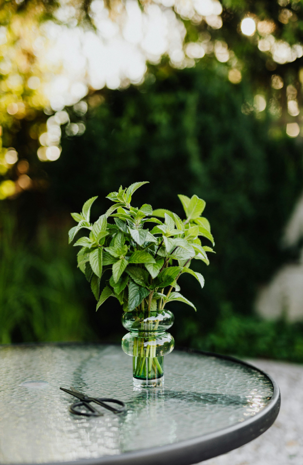 Plantas aromáticas