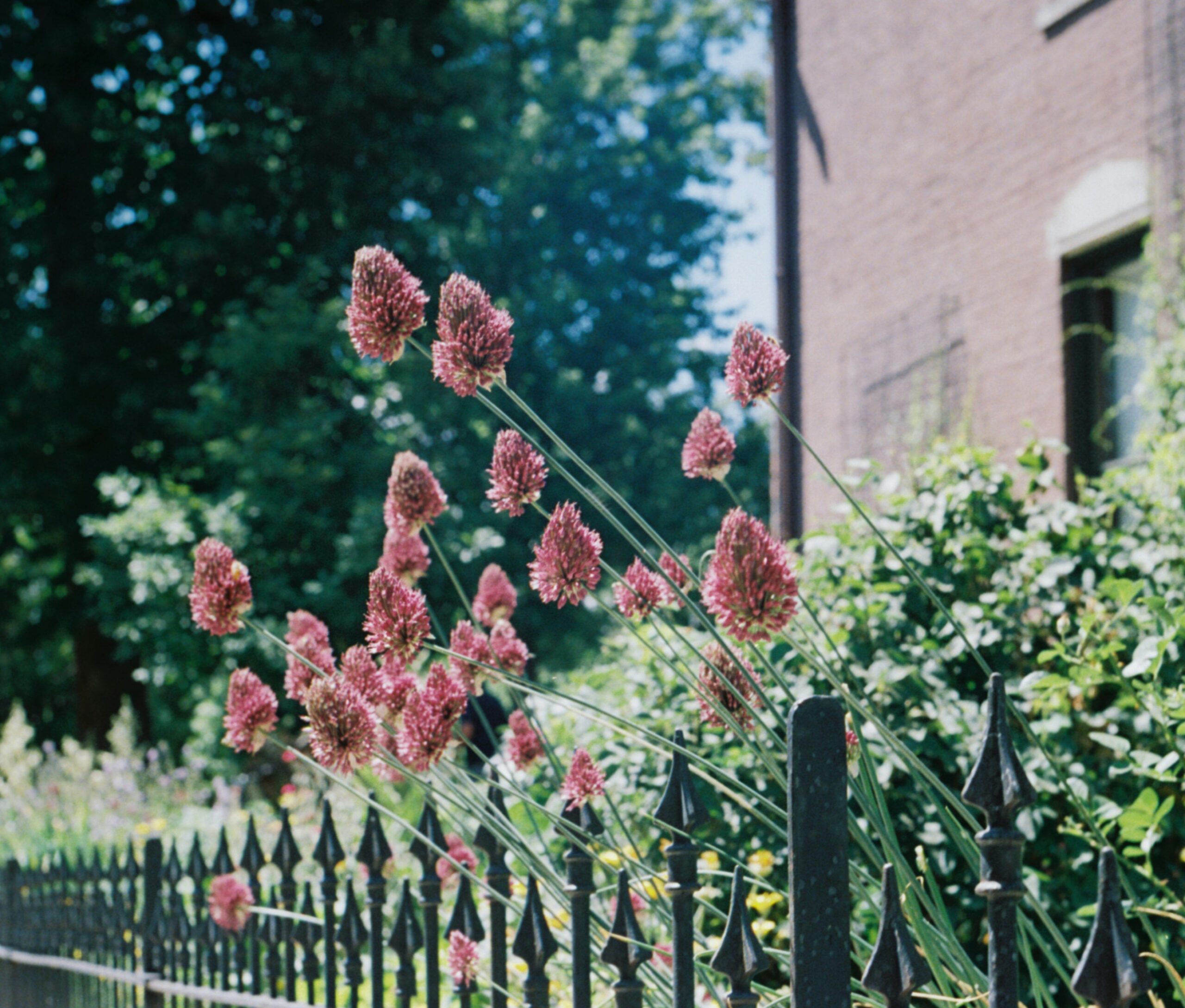 Jardín primavera